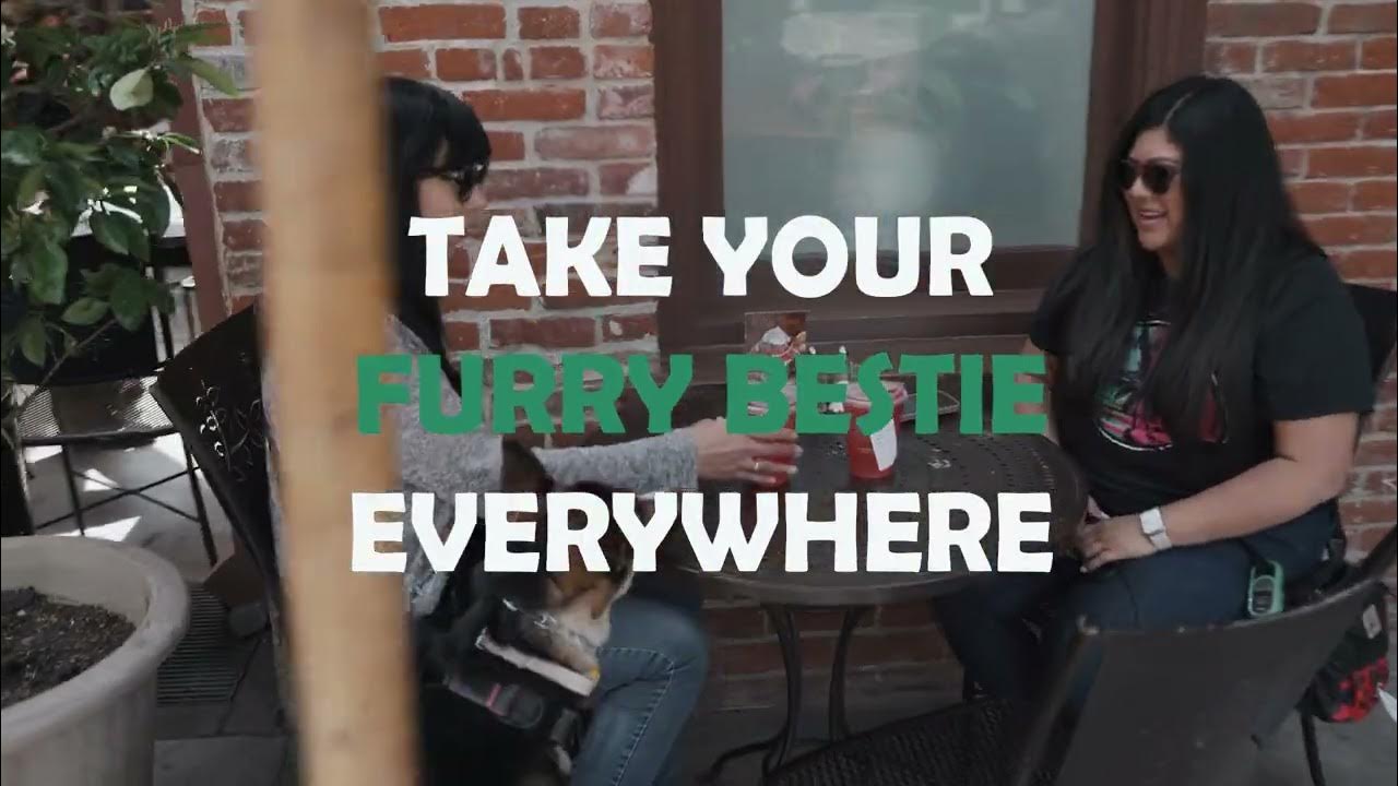 Best ECollar for Beginners Dogtra CUE Easy Remote Collar YouTube