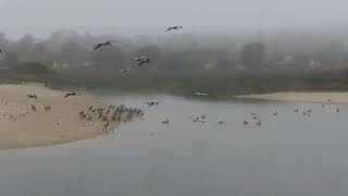 Pelicans landing in the lagoon at Carmel River Beach - Carmel, California  Wildlife of Monterey Bay