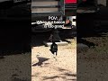 🐦 Caught this bird committing a bacon heist. Can’t even blame him. 😁🥓