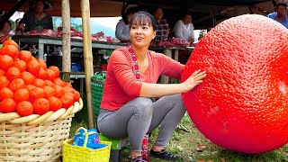 Harvesting Tangerine Goes to market sell - Growing pumpkins | Phuong Daily Harvesting