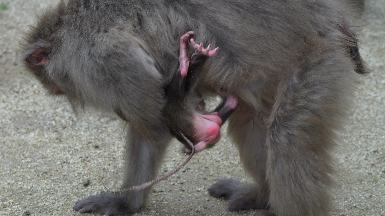 Большая Борьба Маленькой Жизни: Сможет ли Этот Новорожденный Обезьяна Выжить в Своем Первом Испытани