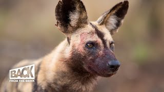 How African Wild Dogs Keep the Ecosystem in Check | Back from the Brink