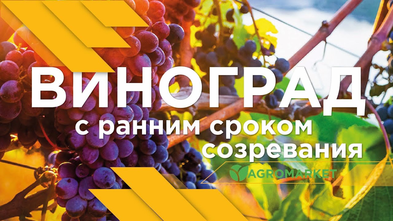 Интернет Магазин Растений Агромаркет 24 Отзывы Клиентов