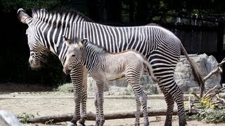 Zebra Braying - At The Denver Zoo