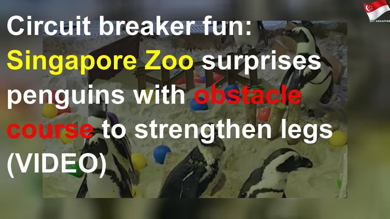 Singapore Zoo surprises penguins with obstacle course - YouTube