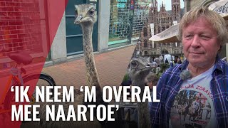 Loslopende Nandoe In De Stad Trekt Veel Aandacht