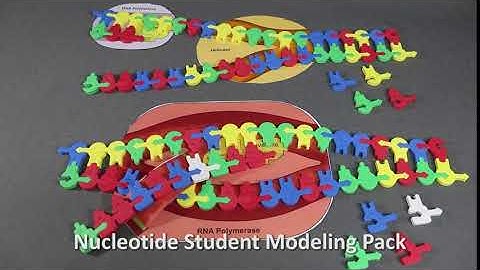 Nucleotide Student Modeling Pack