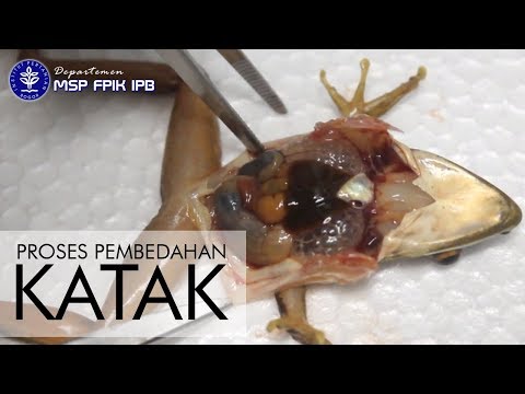 Proses Pembedahan Katak