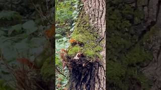 Jeder Baum ist einzigartig!  🪬🫶🦋 #mindfulness  #consciousness  #awareness