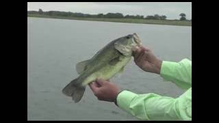 Busting Top Water Bass on a Ribbit Frog