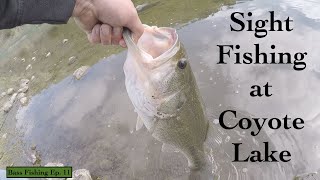 Sight Fishing at Coyote Lake (Bass Fishing Ep. 11)