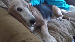 How to survive living with a basset hound: Walt and Buster