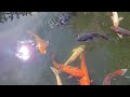 Koi Carp