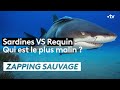 Sardines VS Requin : Qui est le plus malin ?