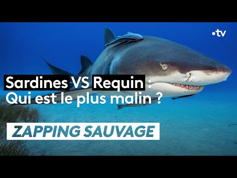 Sardines VS Requin : Qui est le plus malin ? 