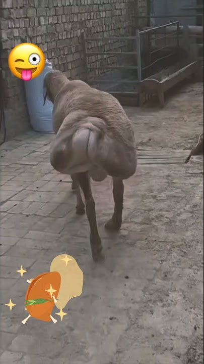 Bokong Semok 🤣😜#lucu #kocak #ketawa #ngakak