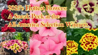 2025 All America Selections Winners: Must Have Flowers for Your Garden