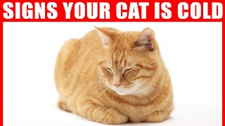 How to Tell if Your Cat is Cold? Profile