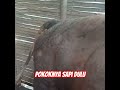 MAAF VIDEONYA SAPI DULU #qurban #qurban2026 #sapi #kambing #domba #unta #bgn #beritaterkini #sppg
