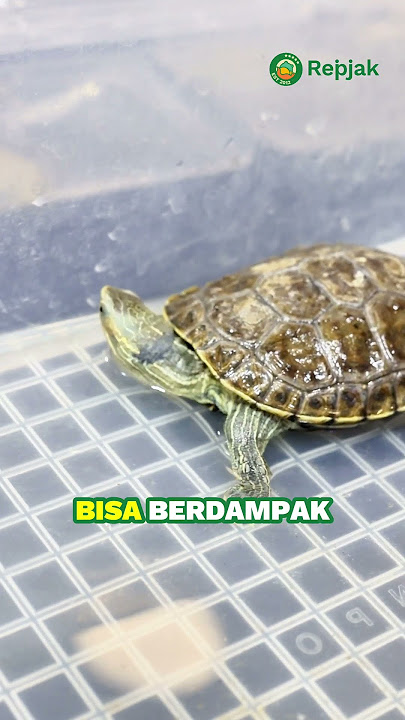 Bahaya! Jangan cemplungin kura-kura kalian langsung ke dalam air ya 😱🐢#kurakura #kuraair #turtle