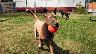 動物保護施設で働いて負傷した犬を助けてあげるゲーム「Animal Shelter」が凄い screenshot 1