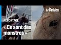 Chevaux battus et violents  la foire de maurs  la vido choc de la fondation brigitte bardot