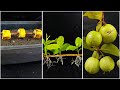 Growing Guava tree from cutting | Easy Way to Grow Guava plant From Cutting