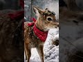 Life in the Woods #deer #wildlife #funnyanimals