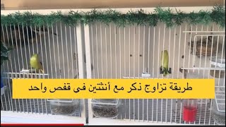 طريقة #تزاوج ذكر مع أثنتين في قفص واحد في تربية #الحسون (تغريد على اليد في اخر الفيديو ?)