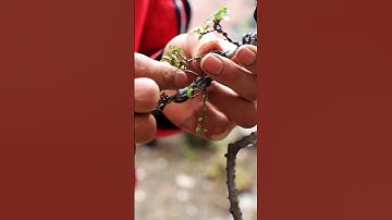 Bonsai Art ||  Bonsai bending skill (#22)