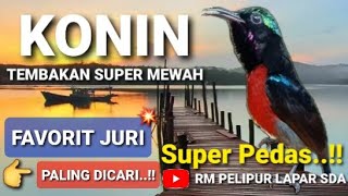Konin Gacor Tembakan Super Pedas  Konin Gacor  Tembakan Favorit Juri  Masteran