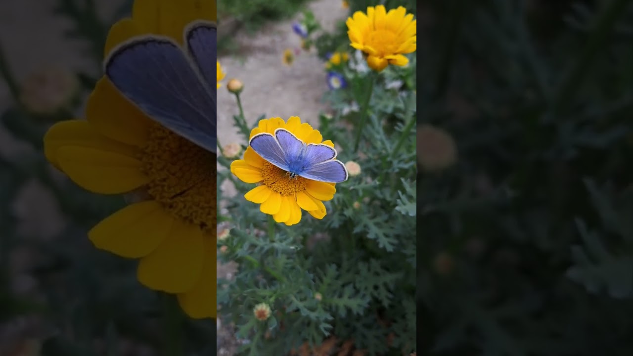 Голубянка Икар 🦋 The Mission blue 