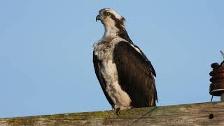 Osprey #osprey #birdwatch by I Love to Explore Oregon 175 views 2 weeks ago 2 minutes, 6 seconds