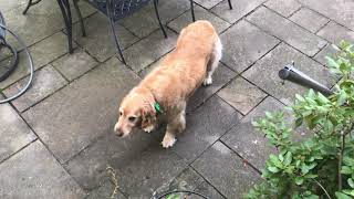 Solved! The Case Of The Missing Cherry Tomatoes!