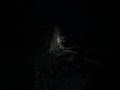 It Doesn’t Like the Light… Blair Witch VR