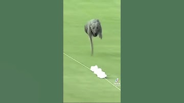 Fetch me their souls 💀 #codzombiesmemes #fastestdog