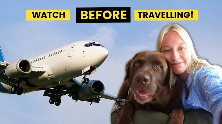 IS YOUR DOG SAFE TO FLY IN CARGO? (Everything you ...