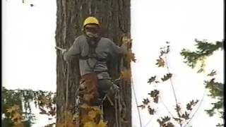 Climbing Douglas Fir (old school) Willamette Nat'l Forest