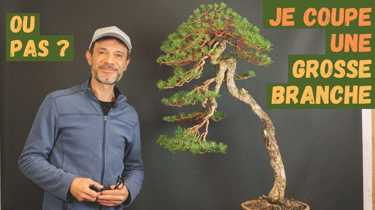 Dois-je couper une grosse branche de mon pin sylvestre, ou pas ?