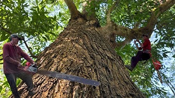 Cưa cây tràm bông vàng  lá lớn, siêu khủng 300 quành . Cưa cây kỷ thuật cao 