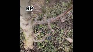 Rezidba stubaste jabuke pre orezivanja #pruning #agriculture #nature #garden #apple #agro