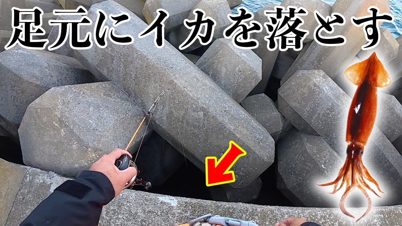 青森の堤防の足元が高級魚パラダイスだった！