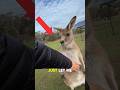 Don't check the Sound! #cangaroo #funny