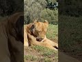 Why Lions Are the Kings of the Jungle Why Lions Are the Kings of the Jungle