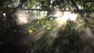 Relaxing Native American Music for relaxation, with sunlight dancing through the trees.