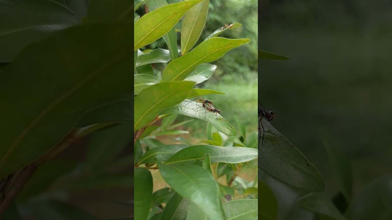 Neurigona genus lalat