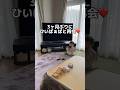 【悲劇】ひいばぁばに再会した結果⁉️#shorts #1歳