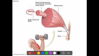 Human Biology-Chapter 6-Part 1