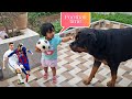 Jerry fighting with aaru  rottweiler with baby  the rott new 