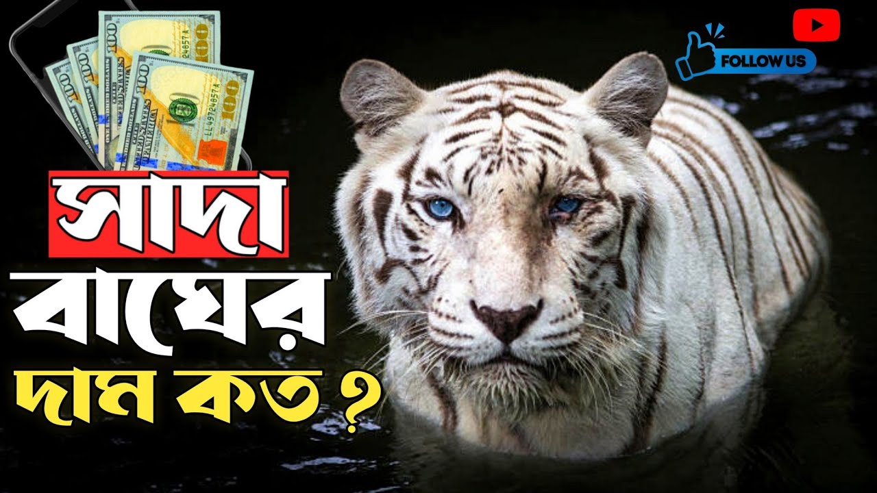 সাদা বাঘের দাম কত ? সাদা বাঘ কিনবেন কোথায় থেকে! white tiger price in Bangladesh & India